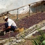 UCOPAXA – Unión de cooperativas paseras de la Axarquía