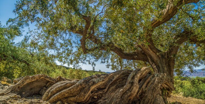 ALMA 2030 en Periana